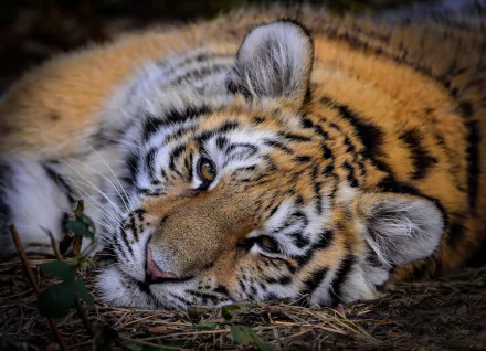 resting Animal tiger HD Desktop Wallpaper | Background Image