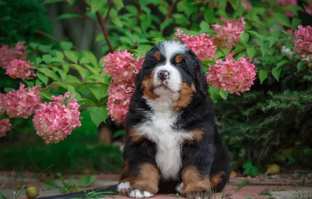 A Bernese Mountain Dog puppy sits among blooming pink hydrangea flowers in a vibrant garden, captured in 4K Ultra HD as a PC desktop wallpaper.