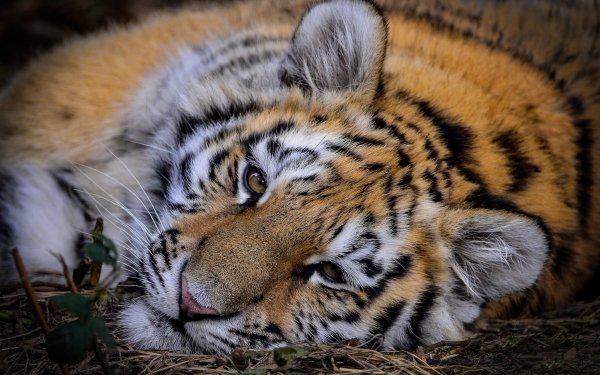 Animal Tiger Cats Resting HD Wallpaper | Background Image