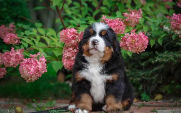 A Bernese Mountain Dog puppy sits among blooming pink hydrangea flowers in a vibrant garden, captured in 4K Ultra HD as a PC desktop wallpaper.