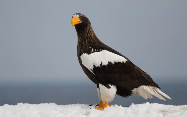 bird of prey eagle Animal Steller's Sea Eagle HD Desktop Wallpaper | Background Image