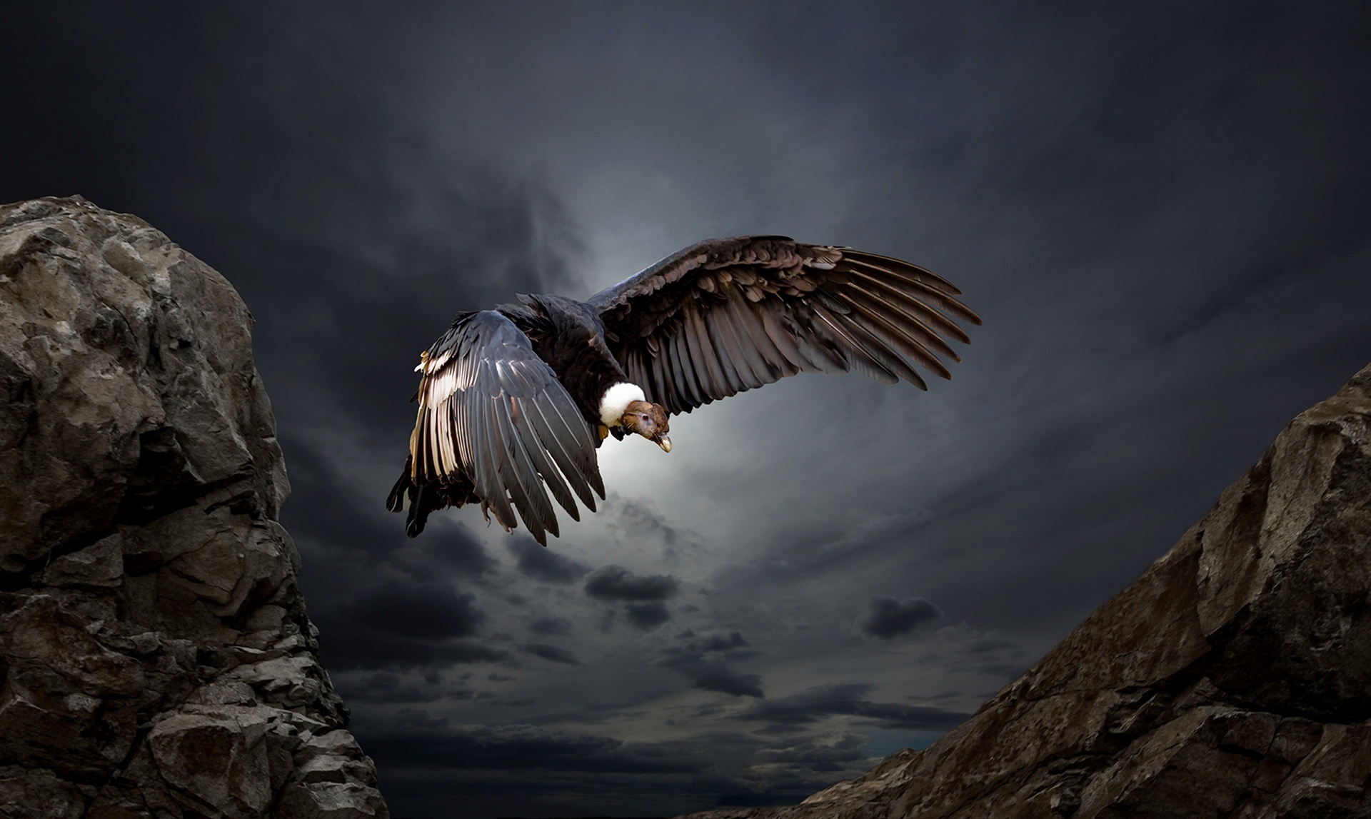 Animal Condor HD Wallpaper | Background Image