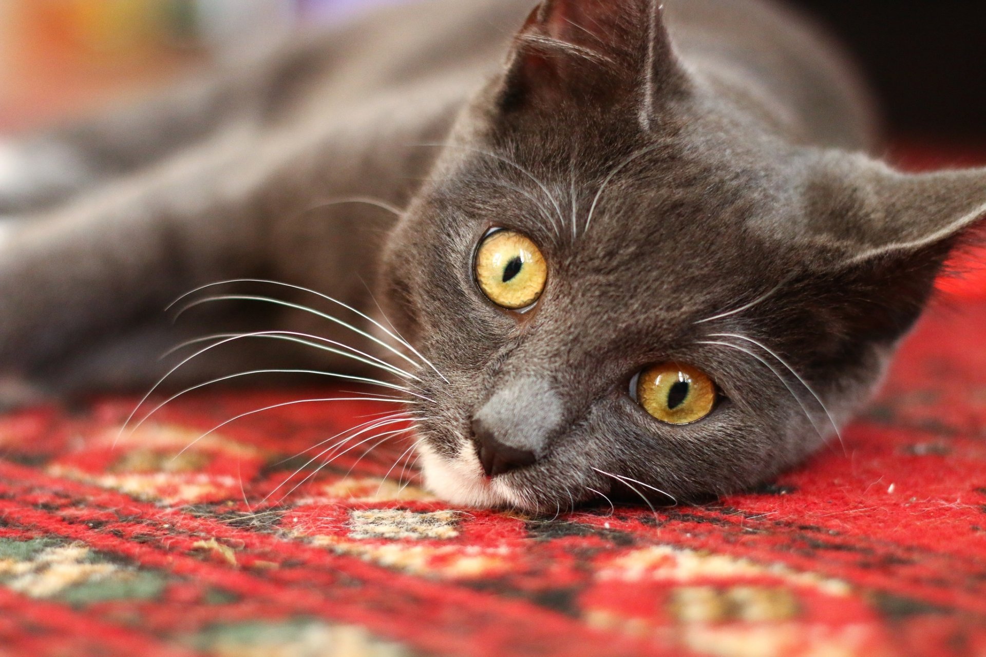 HD desktop wallpaper featuring a close-up of a gray cat with striking yellow eyes lying on a patterned red carpet.