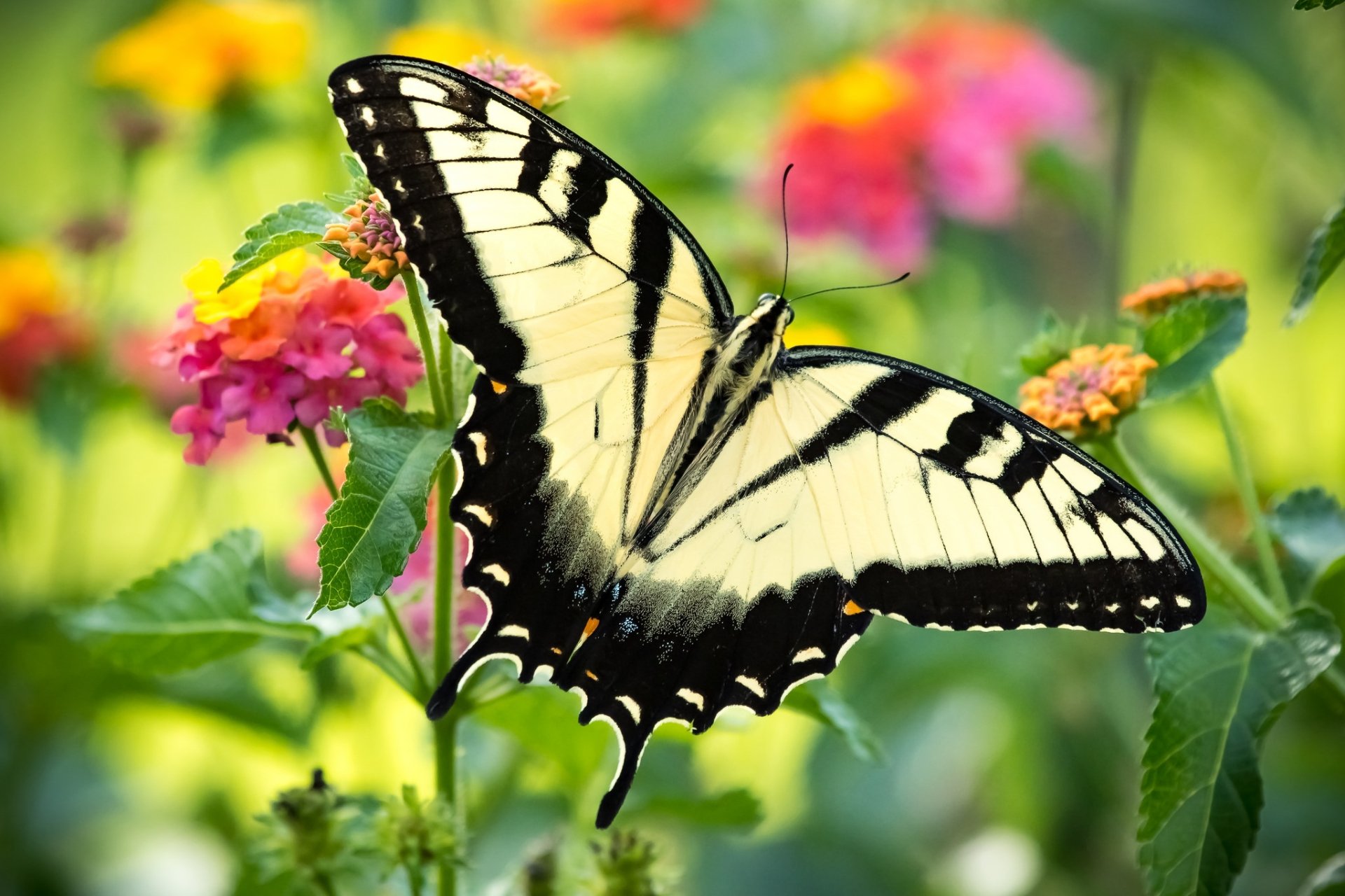 Butterfly HD Wallpaper