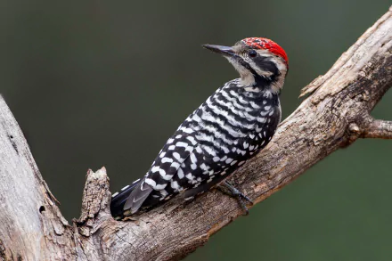 HD PC desktop wallpaper/background: a black-and-white woodpecker (bird, animal) with a red crown perched on a weathered branch against a soft green backdrop.