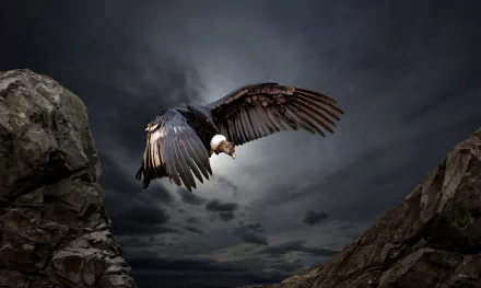 An Andean condor, a powerful bird of prey, soars between rocky cliffs under a dramatic, cloudy sky in this HD desktop wallpaper.