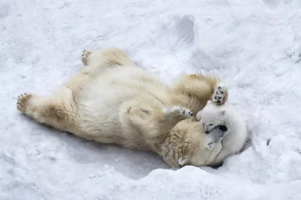 Two adorable polar bear cubs playfully hugging and rolling in the snow, capturing a heartwarming moment of love and fun in a HD desktop wallpaper.