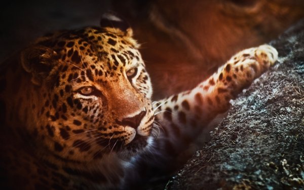 Animal Leopard Cats HD Wallpaper | Background Image