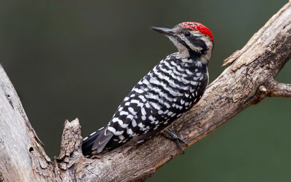 HD PC desktop wallpaper/background: a black-and-white woodpecker (bird, animal) with a red crown perched on a weathered branch against a soft green backdrop.