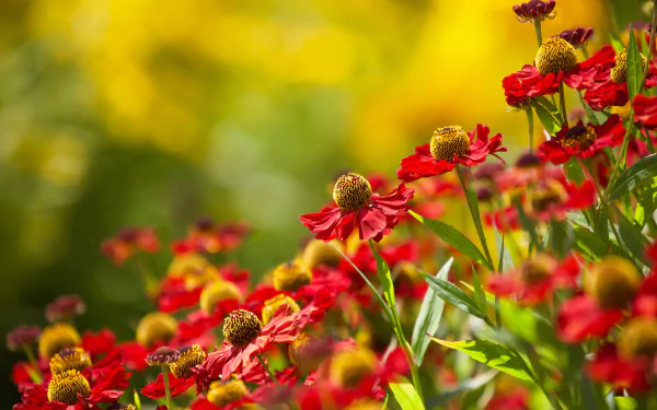 red flower nature flower HD Desktop Wallpaper | Background Image