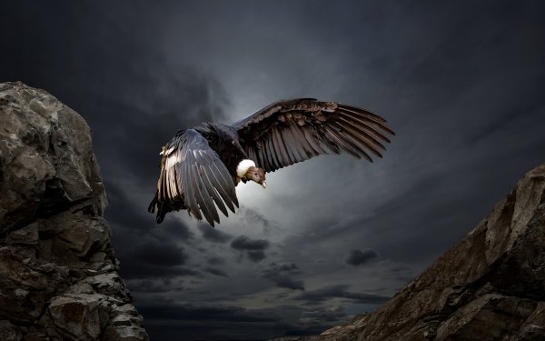 Animal Condor Birds Birds of prey Bird Bird Of Prey Andean Condor Wallpaper