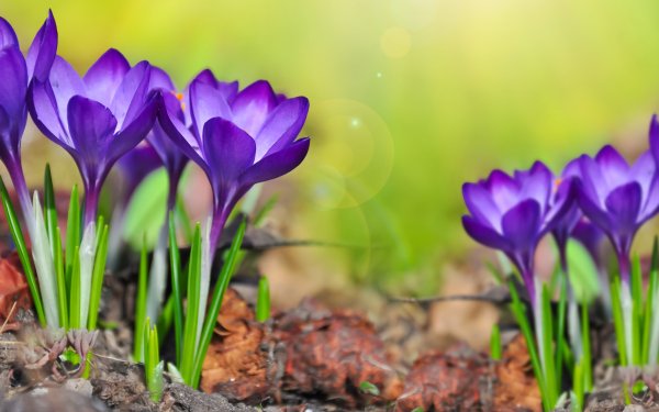 Nature Crocus Flowers Spring Purple Flower Macro HD Wallpaper | Background Image