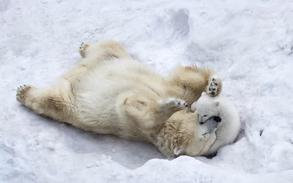 Two adorable polar bear cubs playfully hugging and rolling in the snow, capturing a heartwarming moment of love and fun in a HD desktop wallpaper.