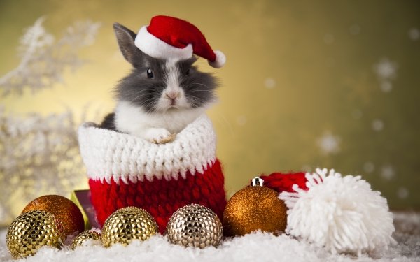 Animales Conejo Santa Hat Navidad Bauble Fondo de pantalla HD | Fondo de Escritorio