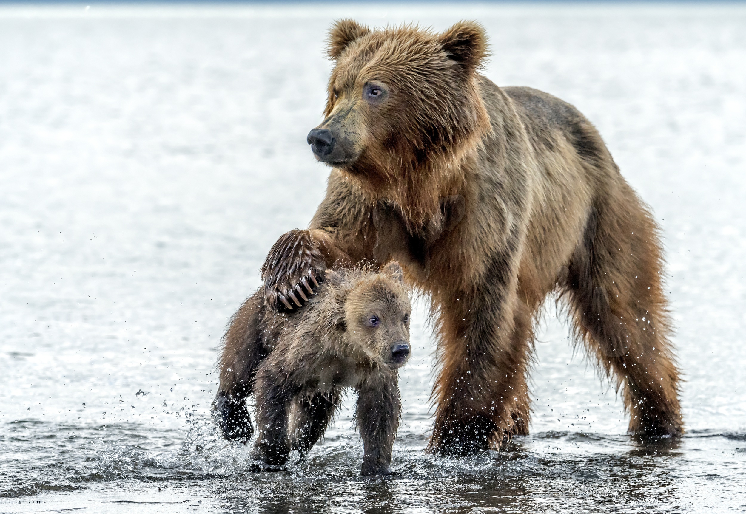 Группа бурого медведя. Бурый медведь Пестун. Медведица с медвежатами. Водный медведь. Медведь обои.