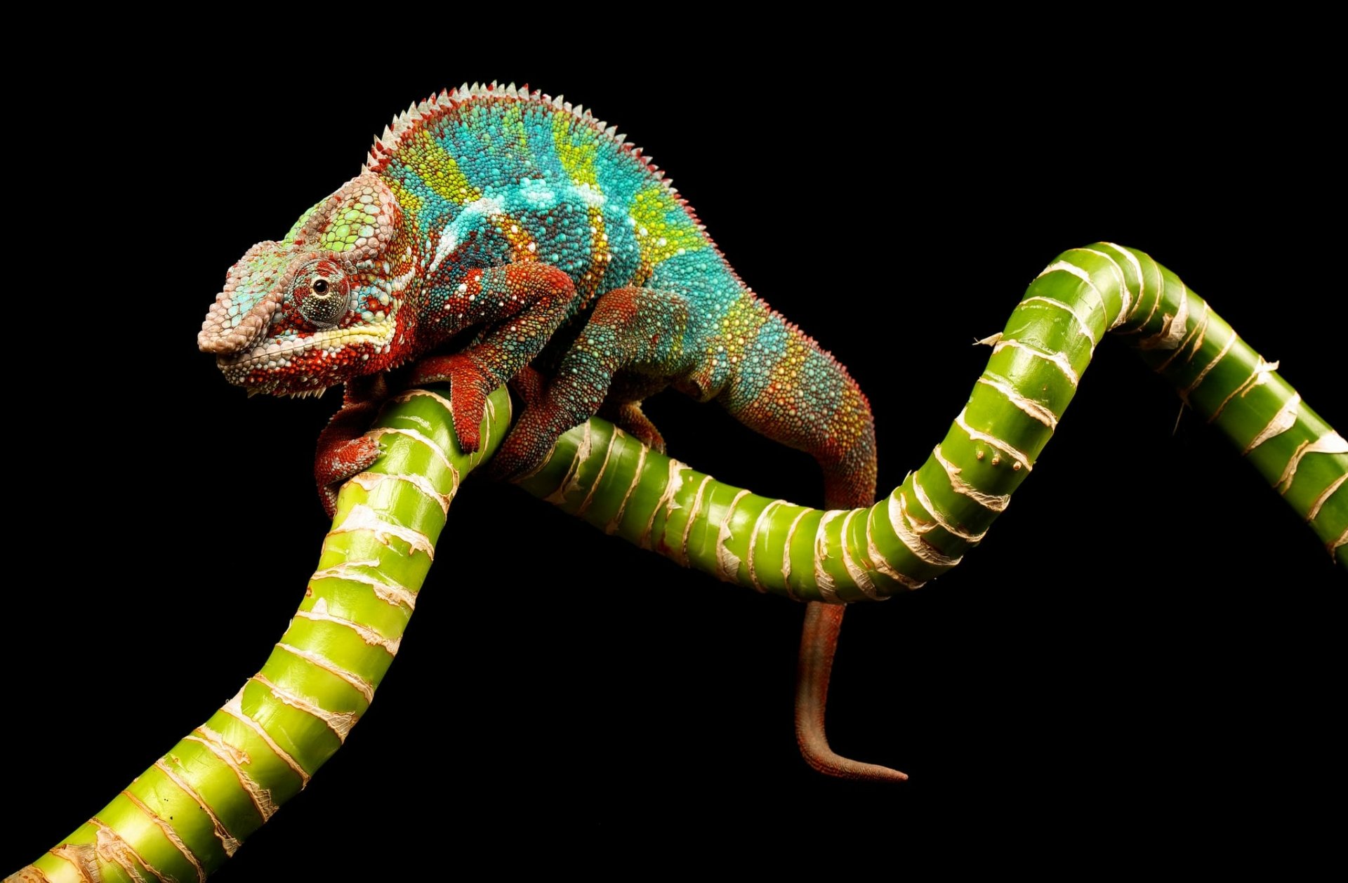 Download Reptile Lizard Branch Colorful Colors Animal Chameleon HD ...