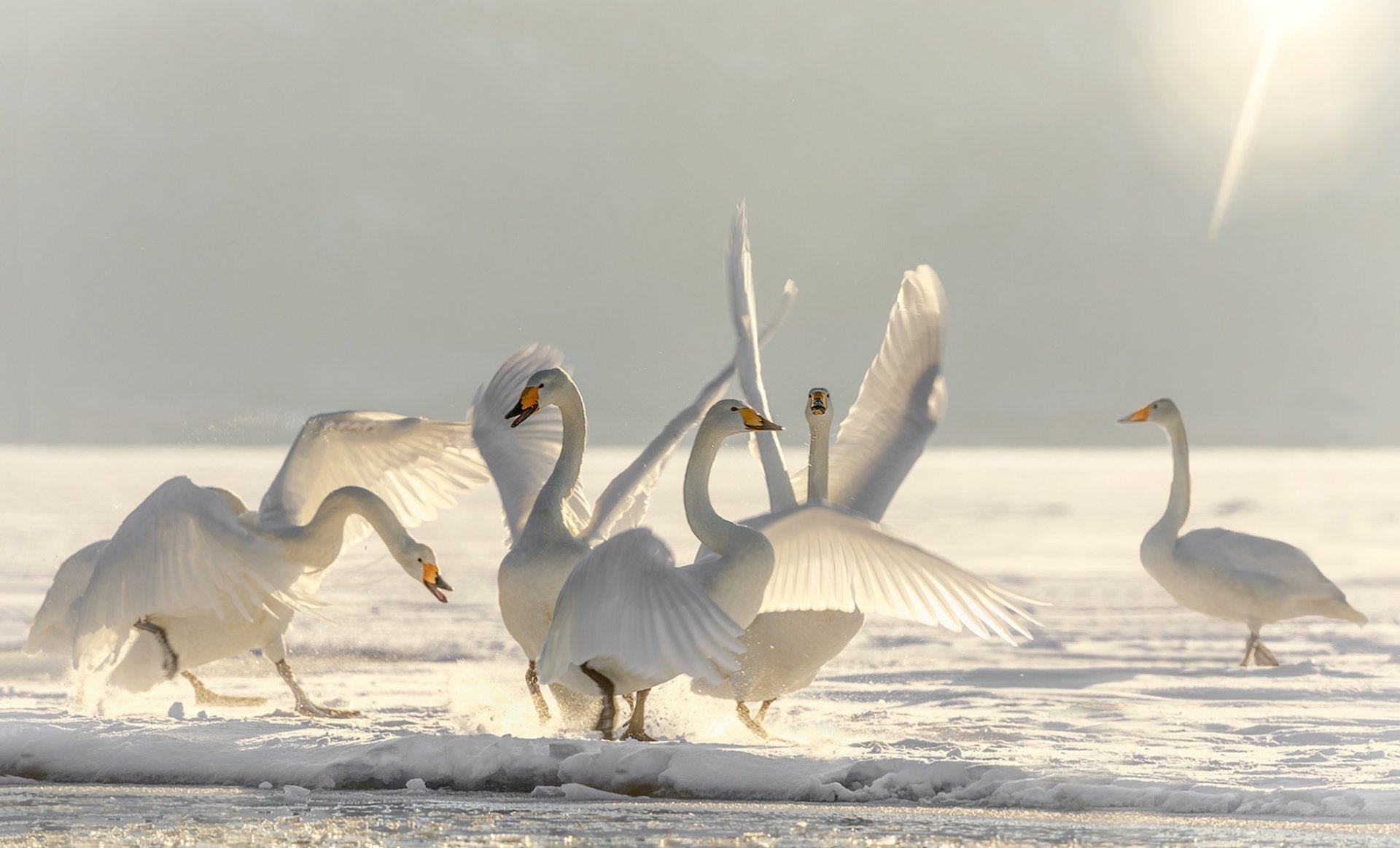A group of whooper swans gathered on snowy ground under soft sunlight, captured in high definition as a serene animal desktop wallpaper.
