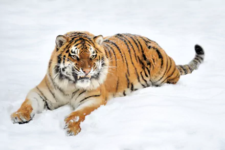 HD desktop wallpaper of a tiger resting in the snow, showcasing its vibrant orange and black stripes against a pristine white background.