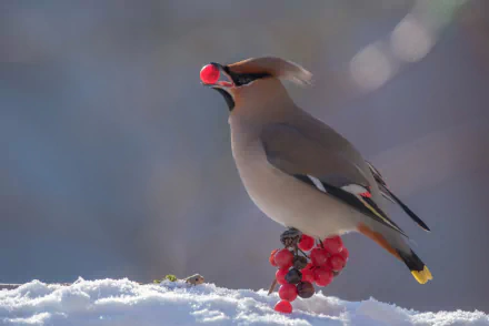 A waxwing bird holding a red berry in its beak while perched on snow-covered ground with bright red berries, captured in an HD desktop wallpaper.