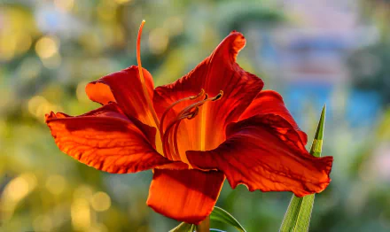 Vibrant red daylily flower in sharp macro detail, capturing the intricate textures and natural beauty of the lily against a softly blurred nature background.