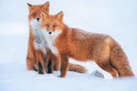 HD desktop wallpaper of two red foxes in a snowy winter landscape.