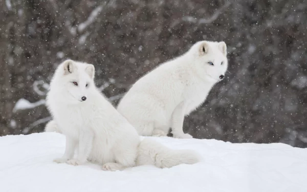 snowfall snow winter fox Animal arctic fox HD Desktop Wallpaper | Background Image
