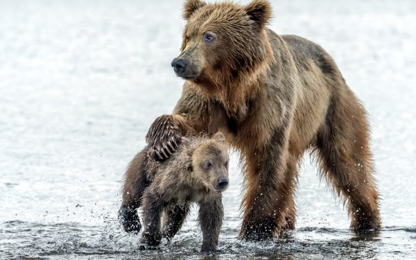 Animal Bear Bears Water Cub Baby Animal HD Wallpaper | Background Image