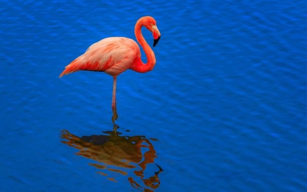 Animal Flamingo Birds Flamingos Bird Reflection HD Wallpaper | Background Image