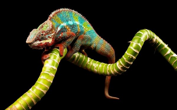 Animal Chameleon Reptiles Colors Colorful Branch Lizard Reptile HD Wallpaper | Background Image
