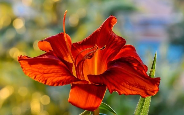 Nature Lily Flowers Flower Macro Red Flower Daylily HD Wallpaper | Background Image