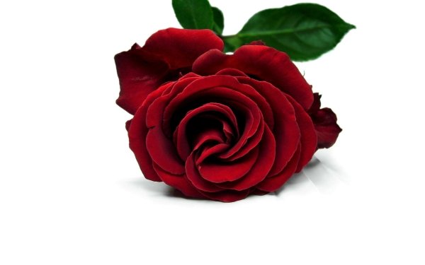 Earth Rose Flowers Flower Red Rose Red Flower HD Wallpaper | Background Image