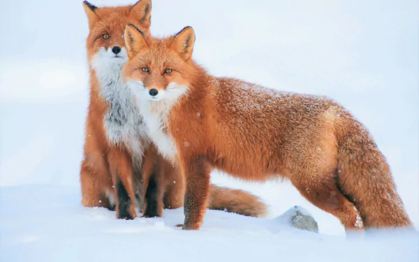 HD desktop wallpaper of two red foxes in a snowy winter landscape.