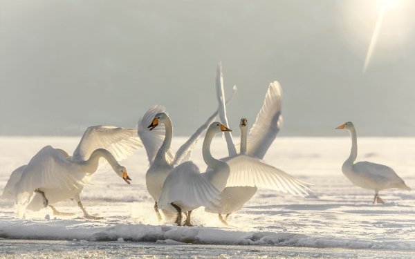 Animal Whooper swan Birds Swans Swan Bird Snow HD Wallpaper | Background Image