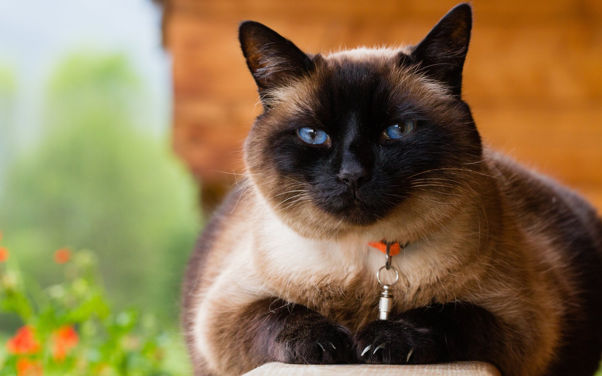 HD desktop wallpaper featuring a Siamese cat in focus, with a blurred background displaying greenery and wooden elements, showcasing depth of field.