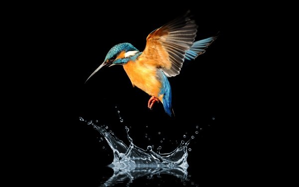 Animal Kingfisher Birds Kingfishers Bird Water Splash HD Wallpaper | Background Image