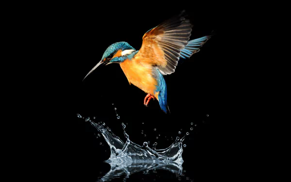 A vibrant kingfisher bird splashes above water, captured mid-flight against a black background, creating a striking HD desktop wallpaper and background.