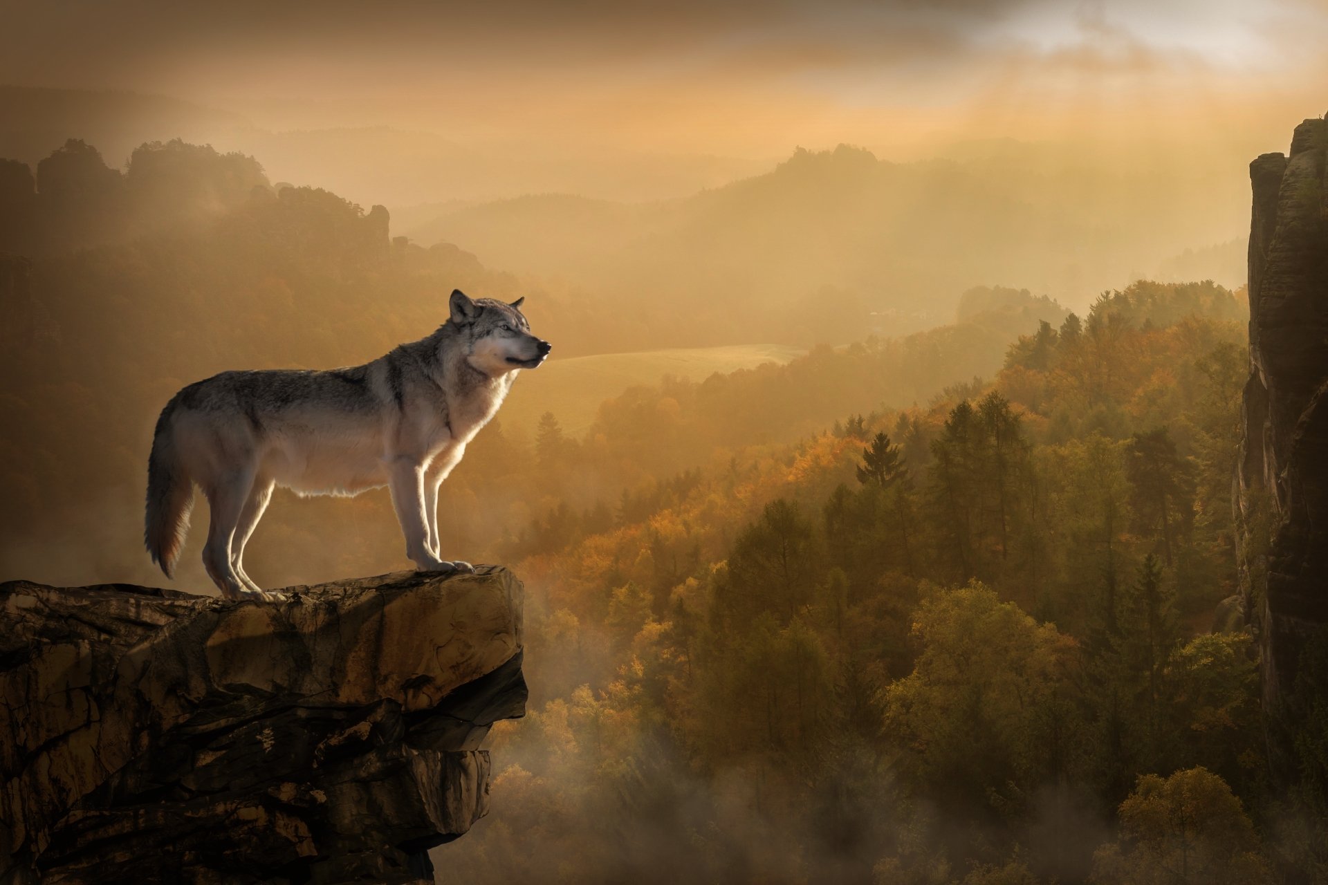 A digital artwork of a wolf standing on a cliff, overlooking a misty forest with sunlight breaking through the trees. This HD desktop wallpaper exudes a serene and majestic natural landscape.