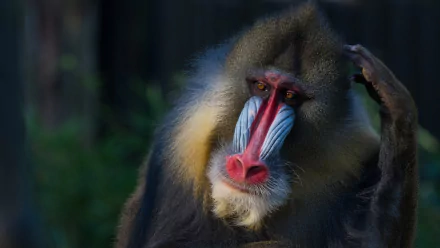 Close-up of a colorful mandrill primate (monkey) with vivid red-and-blue muzzle and golden ruff, contemplative gaze against soft forest bokeh — 5K Ultra HD PC desktop wallpaper background