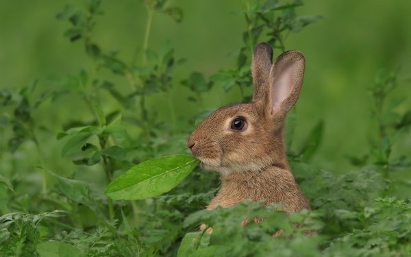 Animal Rabbit Greenery HD Wallpaper | Background Image