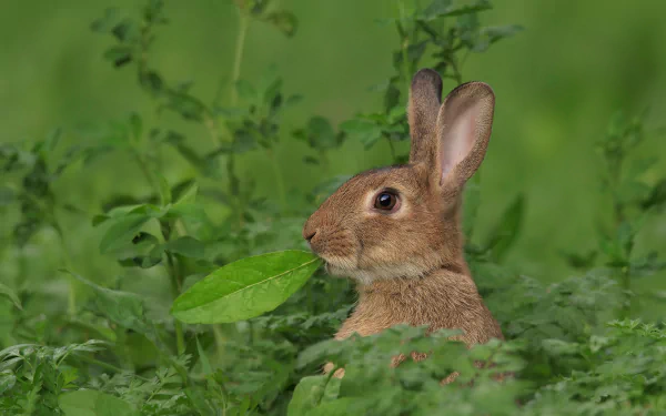 greenery Animal rabbit HD Desktop Wallpaper | Background Image