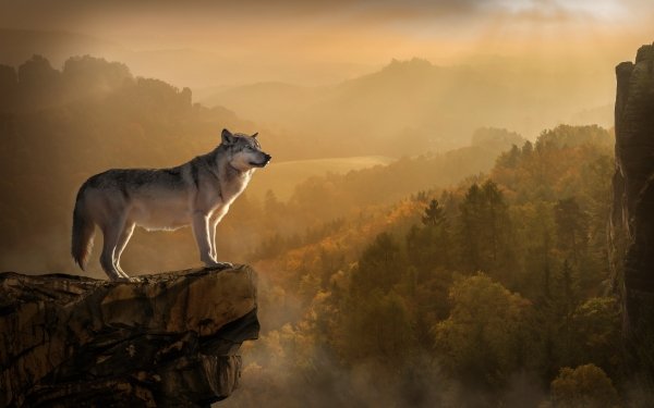 Animal Wolf Wolves Manipulation Forest HD Wallpaper | Background Image