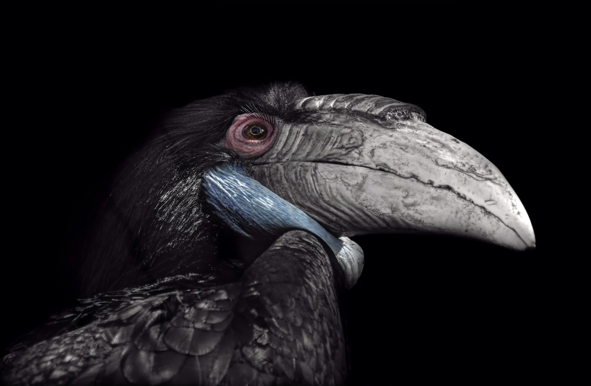 Close-up HD desktop wallpaper of a hornbill bird with detailed feathers and a large curved beak against a black background.