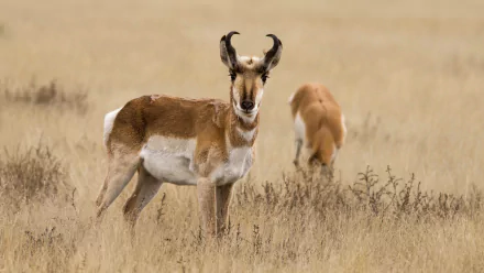 HD desktop wallpaper featuring a pronghorn antelope standing in a dry grassy field with another pronghorn grazing in the background.