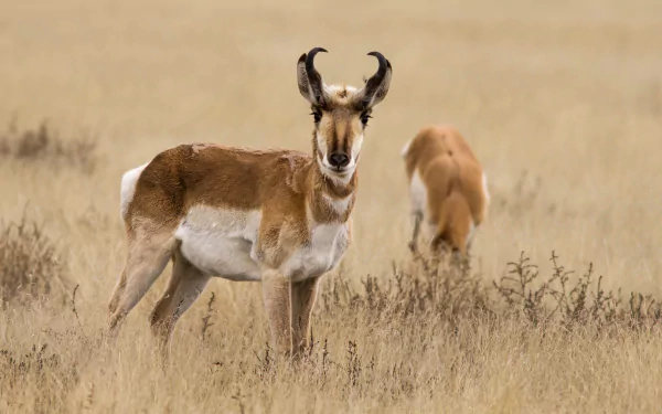 HD desktop wallpaper featuring a pronghorn antelope standing in a dry grassy field with another pronghorn grazing in the background.