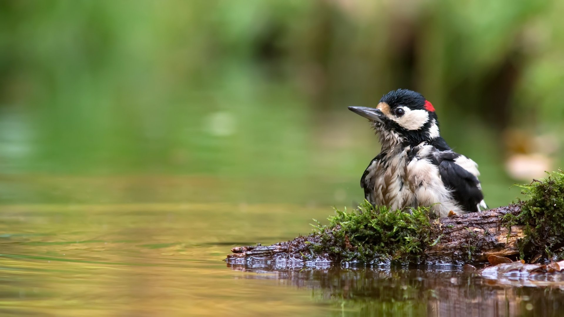 HD desktop wallpaper featuring a great spotted woodpecker perched on a mossy log by calm water, showcasing the detailed plumage of this striking woodpecker bird.