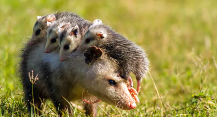 HD desktop wallpaper of a baby opossum riding on its mother in a grassy field, showcasing a tender moment between animal family members.