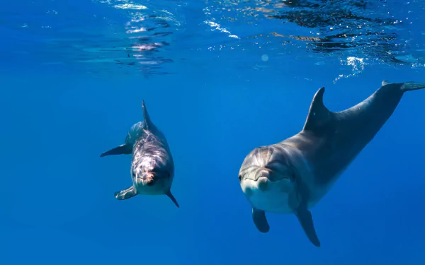 Underwater HD desktop wallpaper featuring two dolphins swimming gracefully in clear blue water.
