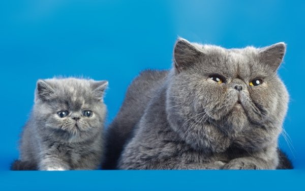 Animal Cat Cats Baby Animal Kitten HD Wallpaper | Background Image