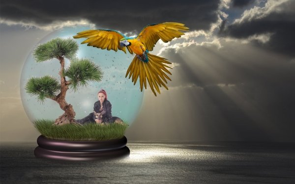 Photography Manipulation Dog Bird Blue-And-Yellow Macaw Macaw Sunbeam Snow Globe Surrealism HD Wallpaper | Background Image
