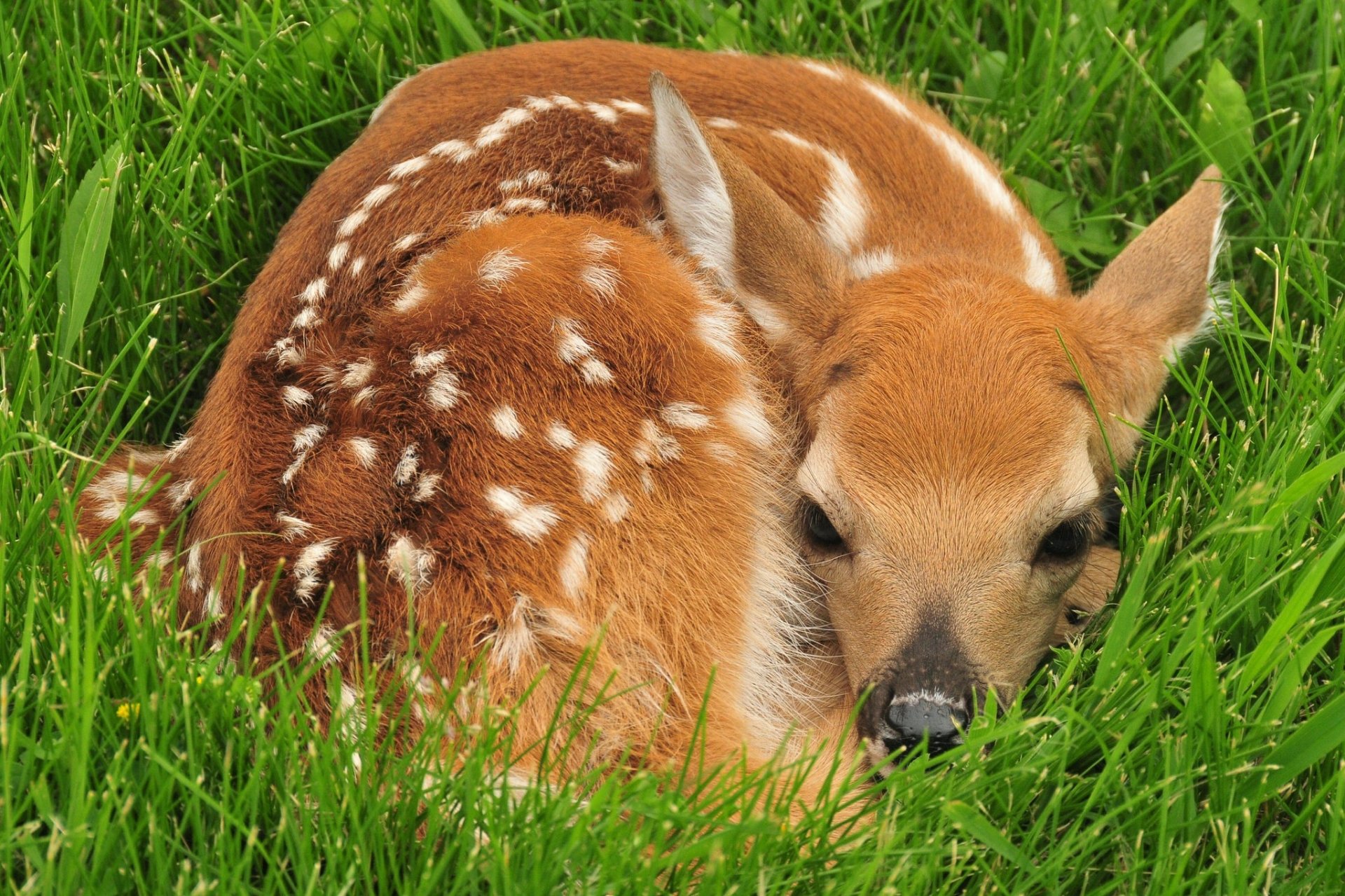 Download Baby Animal Cute Resting Fawn Animal Deer HD Wallpaper